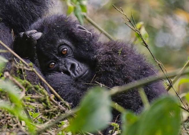 3 Days Rwanda Gorilla Safari in Volcanoes National Park