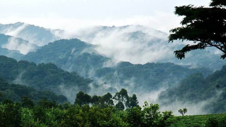 Bwindi National Park
