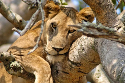 5 Days Uganda Primates Safari