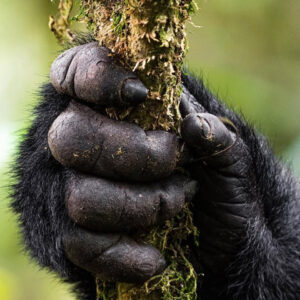 5 Days Uganda Primates Safari
